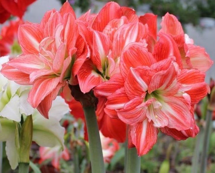 4种花养家里,四季都有花赏,满屋子飘香,养盆放阳台美极了