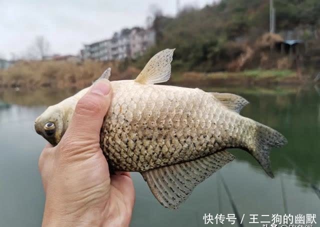 一到中午就停口该怎么办?频繁补窝是下策,教你一招打开鱼口