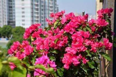 阳台养此2种花,开花量比“月季”还大,枝枝满花,耐旱又好养