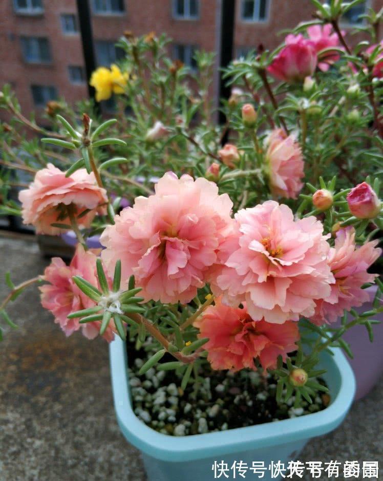 进入八月,6种花要多晒太阳,越晒花朵娇艳,开花越勤