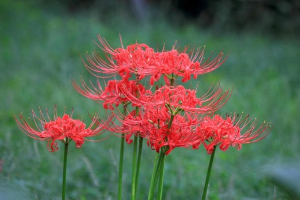 传说中的“彼岸花”、“断肠草”,在现实中,是否真实存在呢