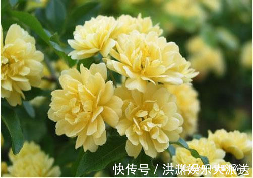 玫瑰|喜欢牡丹,不妨试试“珍品玫瑰”甜蜜马车,花开爆盆,观赏性极高