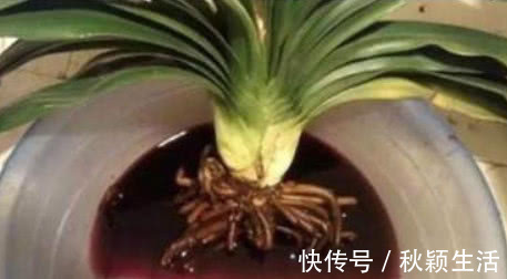 营养物质|手把手教你“君子兰”换盆,做好关键几点,年年开花不断,长得旺