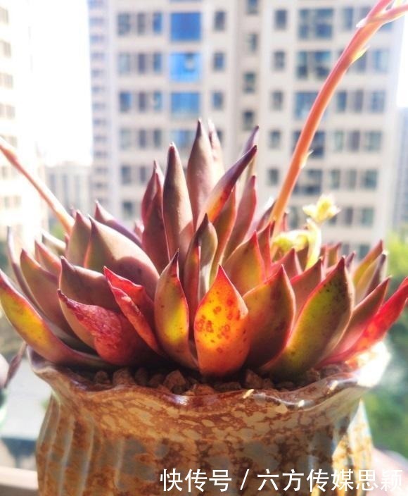 关于多肉度夏，只要我们做好2点，温度再高也不怕，度夏很容易