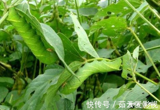 过去农民见了就打,如今成抢手货,一斤80元,是大补