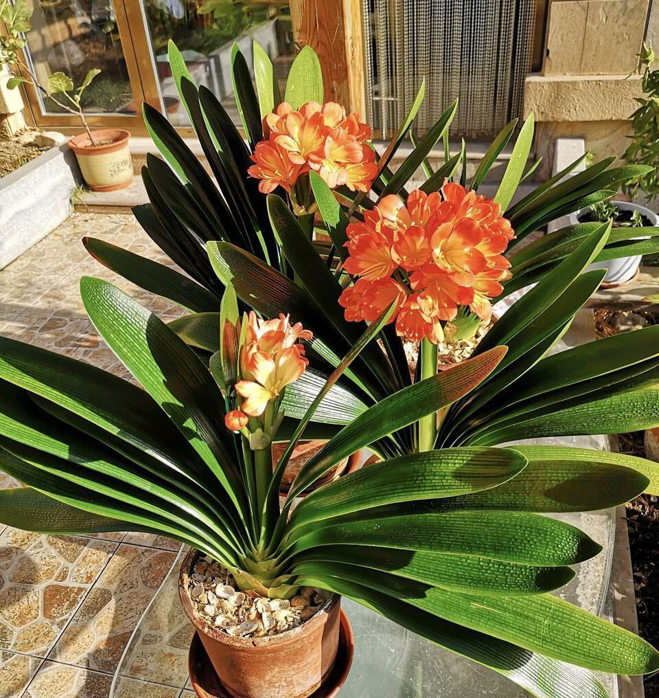 五种“旺宅花”,适合养客厅,一种比一种好养,一个比一个好看