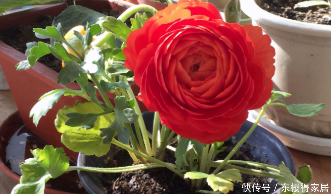 阳台养花,到了春天选什么盆栽好?牡丹、金银花、长寿花
