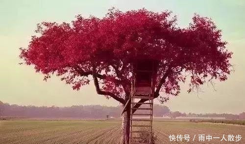 「荐读」你我的故事大树之恩