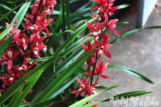 这款兰花长得漂亮又太爱开花,香味独特还浓郁,难怪这么多人喜欢