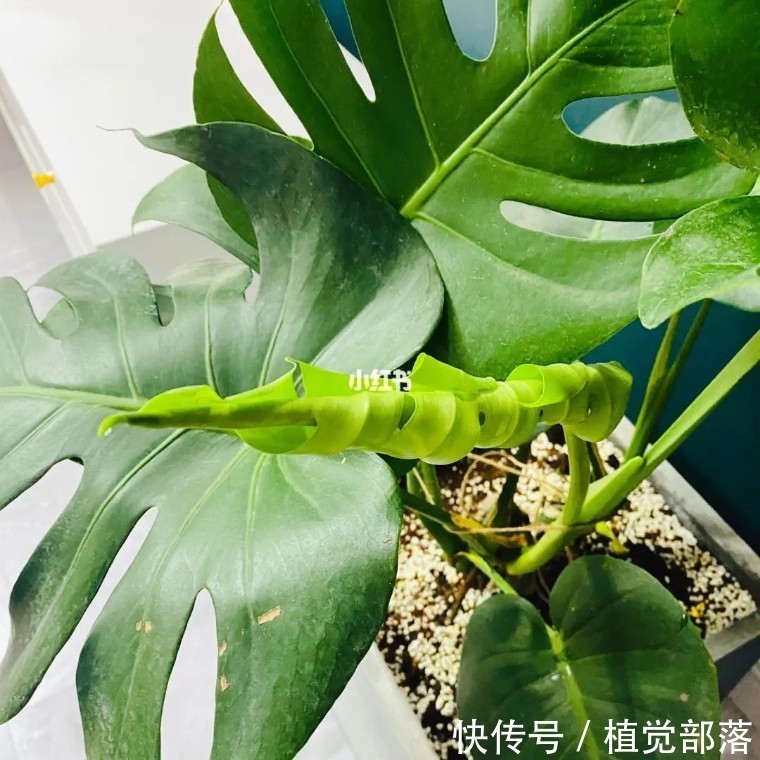 龟背竹叶子卷曲的原因与解决办法汇总