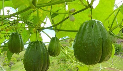 熬夜玩手機時，3種食物是眼睛天然的“救星”，健康又“護眼”