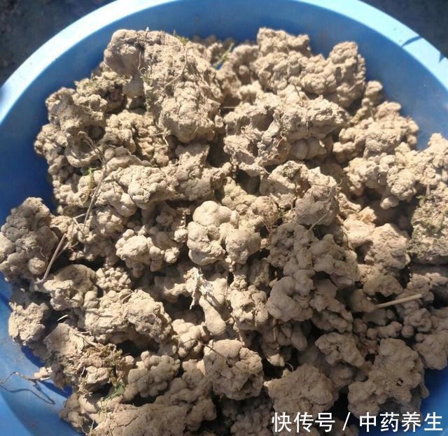 春节前养“君子兰”最关键,2种“肥料”撒盆里,呼呼冒花箭!