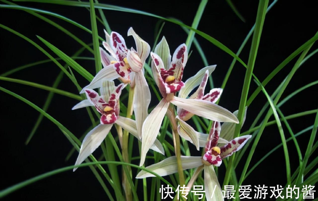 开花酷似兔子耳朵,曾价值30万1苗,带你认识兰花玉兔彩蝶