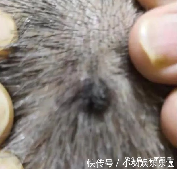 神农本草经|一个爷爷留下来的土偏方!一分钱不花,治好瘊子,效果真的好!