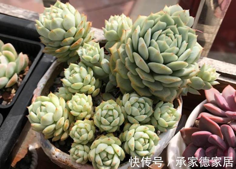 要点|立秋以后,养多肉牢记3个要点,长势迅速养出果冻色