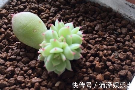 叶插|秋天养多肉赶紧叶插，这么做插几片就能活几片，插出满阳台的肉崽