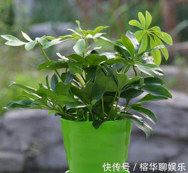 盆栽鸭掌木夏季怎么养护注意几点，远离黄叶落叶，安全度夏