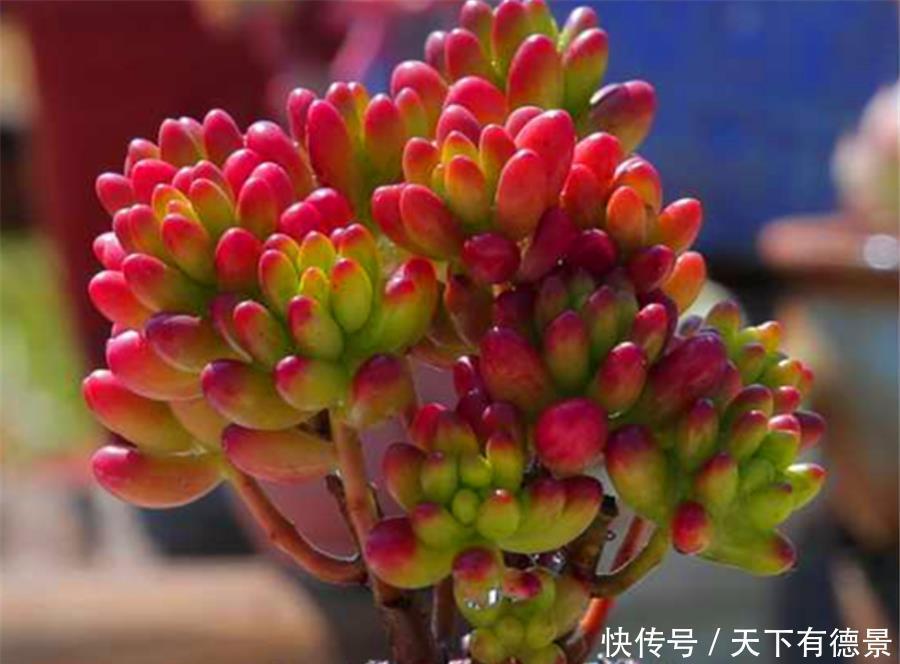 根系|多肉需要修剪哪些部分？修剪方法有什么区别？掌握4点，矮胖爆头