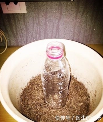 自制|自制“绿萝柱”，3分钟学会，“绿萝”往上爬，叶片脸盆大！