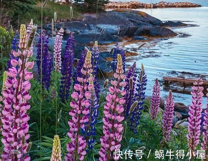 植株|花园不能没有它,鲁冰花一开成一片,五彩缤纷煞是好看