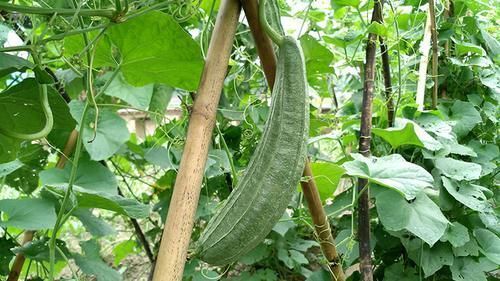 黄桅子|一味丝瓜根，治病有奇效！民间流传7大顶级妙方，7大病症皆可消！