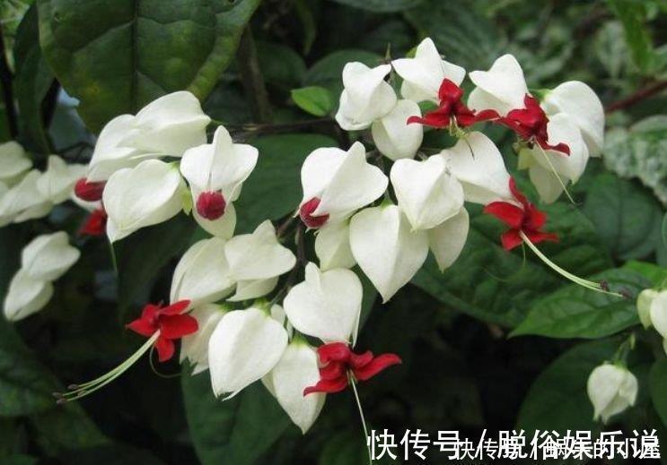 龙吐珠|阳台养这几朵花,花开不断,一盆千百朵,枝头花苞满