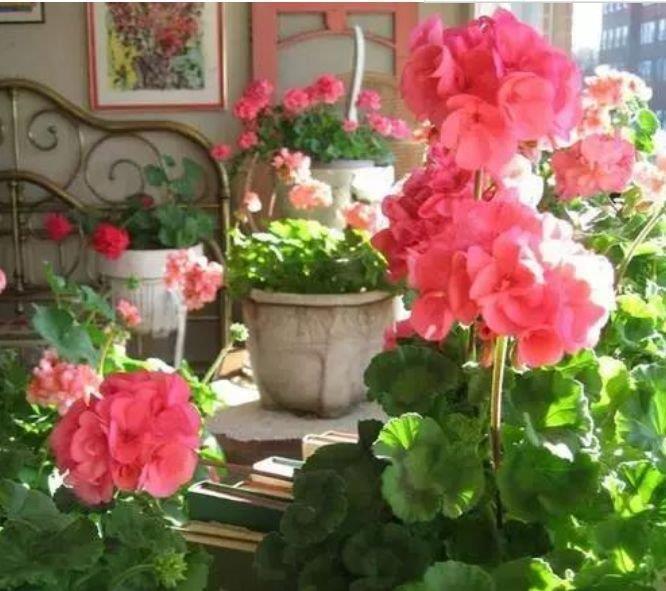 家里阳台养此款花,新手也能养爆盆,花香四溢飘满屋,美