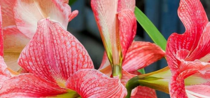 朱顶红|这6种花越剪越茂盛,就怕你不去修剪