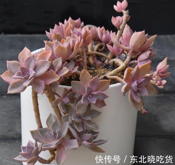 盘点十款适合新手的多肉，皮实健壮长势好，越养植株越漂亮