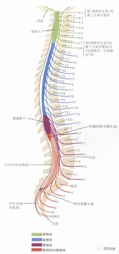 脊髓与脊神经|奈特解剖图谱 | 解剖图谱