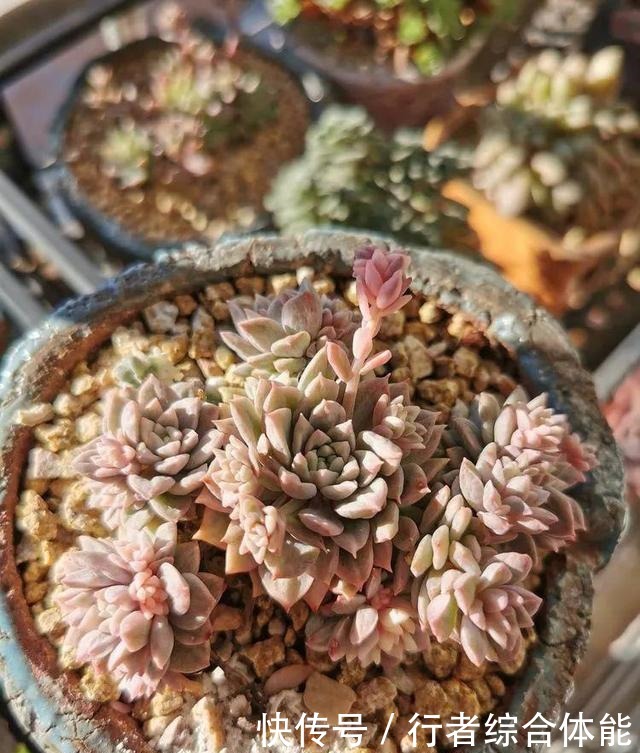 一方阳台,一方多肉,我的生活和姿态!一方阳台,一方多肉,我的生活和姿态!