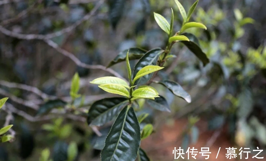 双江县|走进临沧茶区！勐库十八寨，你都知道吗？冰岛茶为何能名震茶界