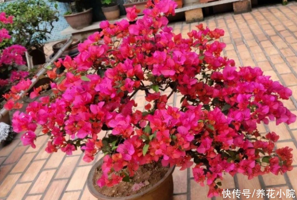 枝条|夏天养4种花，耐热、耐晒，开花多又勤