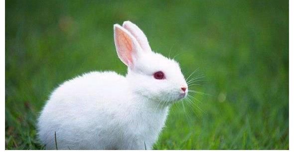 属兔|属兔人的后半辈子：尤其是75年的，多少年才可以享清福？