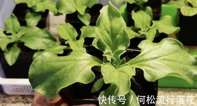 在非洲被当肥皂用，引进我国却成“高档菜”，自带盐味，一起看看！