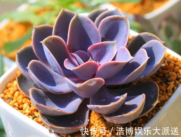养护|喜欢养护菊花,不如养护一盆多肉紫珍珠,造型独特颜色靓丽