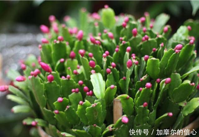 11月养蟹爪兰,用上3个狠招,一个叶片冒5个花苞,特喜人