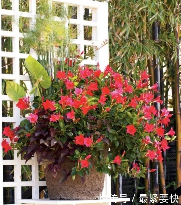 任何容器都能用来做花盆，请收好这30种美丽的花盆搭配设计