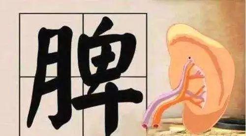 阴液|脾虚百病生！一文区分脾气虚、脾阴虚、脾阳虚，辨证调理疾病远离