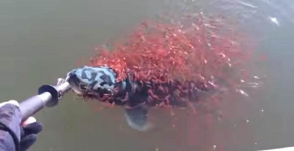 潸然泪下|男子钓鱼时钓到一条大鱼，鱼漏出水面的时候一面让人潸然泪下！