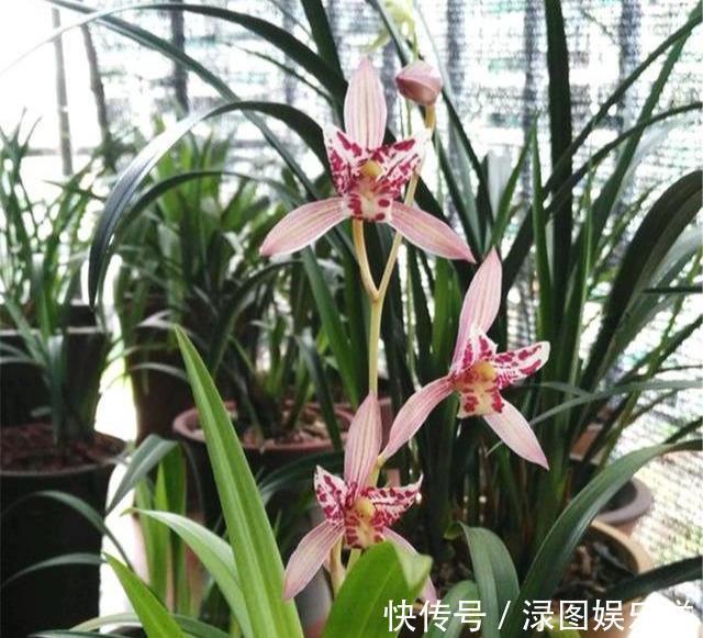 植料|秋天养兰花,浇水“难度大”,掌握小技巧,秒变兰花达人