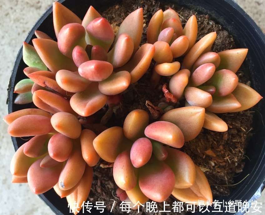 肉友们|多肉一次浇多少水合适“干透浇透”坑了多少人,看完这些才明白