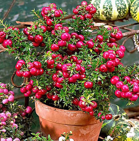 一株可结果100个，这种“观果”小盆栽，颜色艳丽，果多压断枝