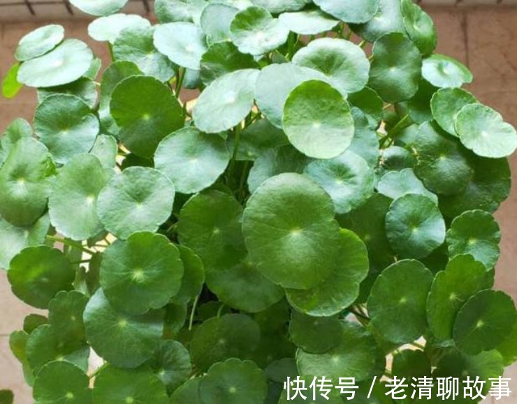 “4种花”超喜欢水,浇水越多长得越快,1个月就能长“爆盆”!