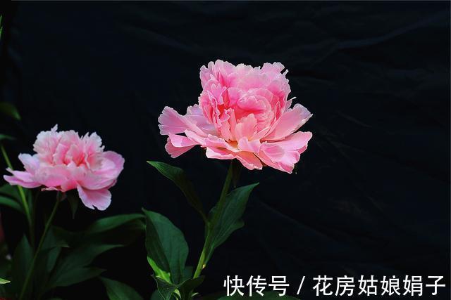 都知道牡丹是“花王”,却不一定知道谁是“花相”?值得了解一下