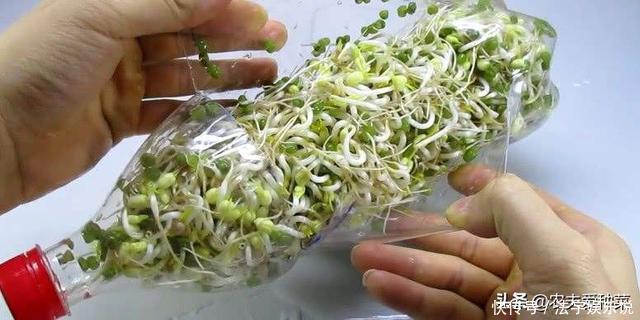 邻居拿“瓶子”种的菜,看着收成还不错,青菜豆芽吃不停