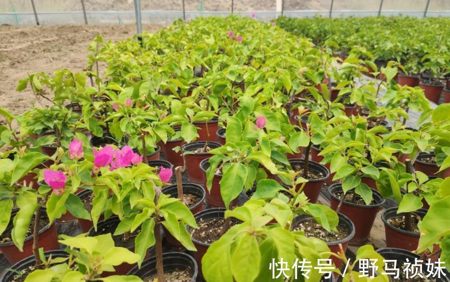 扦插三角梅,小花匠教你个“诀窍”,成活率超高,再也不怕不生根