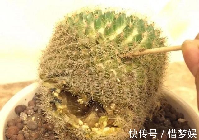 浇灌|园艺师教你,给“仙人球”把水浇对了,蹭蹭冒小球,开花100朵