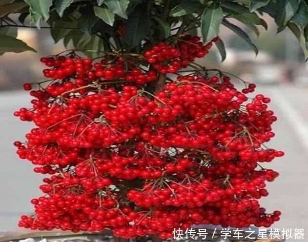 5种“植物”,寓意吉祥还“招财”,可以多养三四盆,比发财树强!