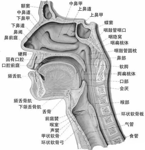  天冷时，为什么即使没有感冒也会忍不住流鼻涕？